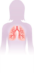 lungs illustration